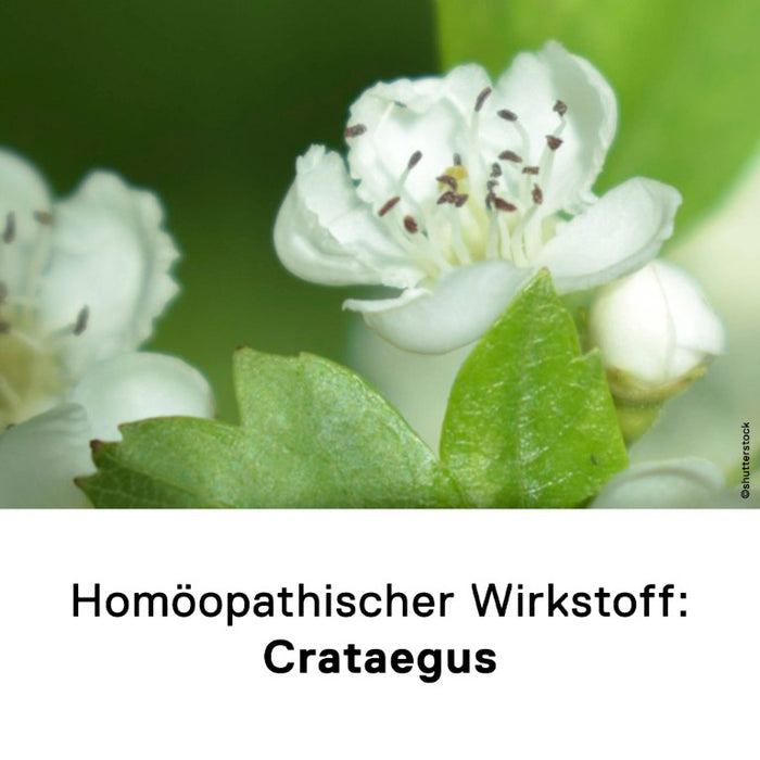 DHU Crataegus D12 Streukügelchen, 10 g Globuli