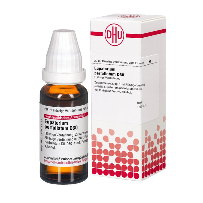 Eupatorium perfoliatum D30 DHU Dilution, 20 ml Lösung