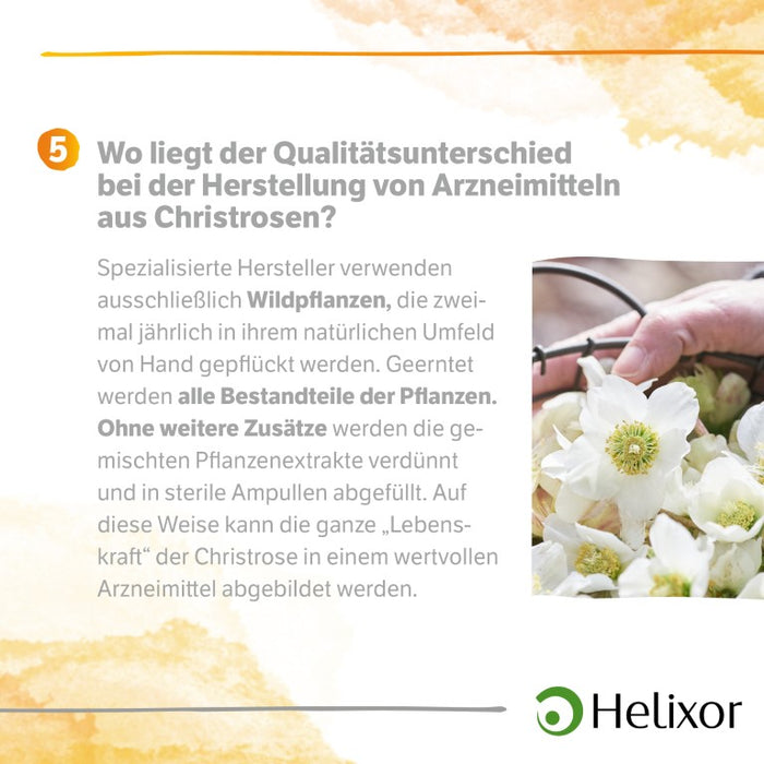 Helleborus niger D 6 aquos., 50 pc Ampoules