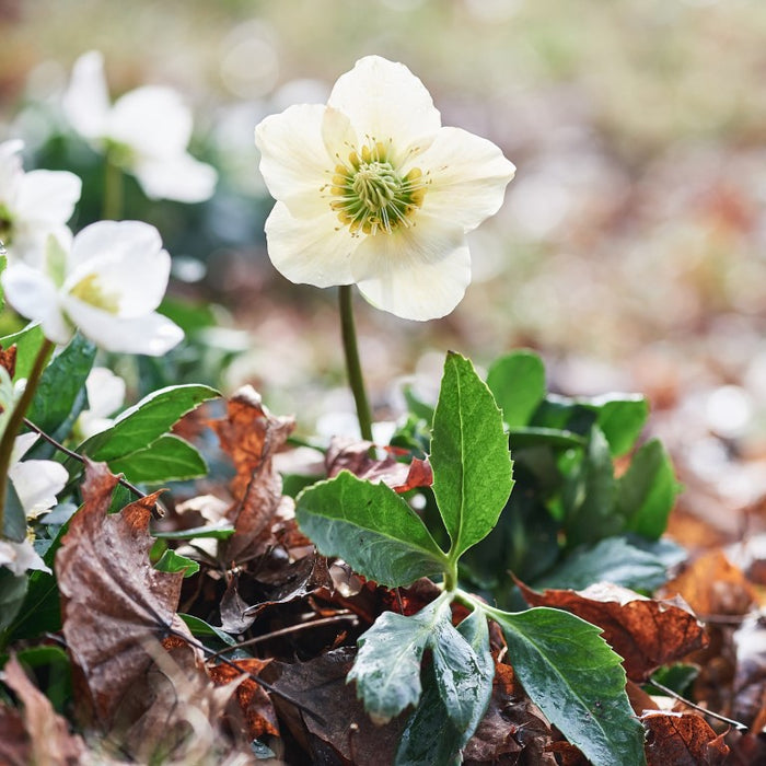 Helleborus niger aquos. D20, 50 St. Ampullen