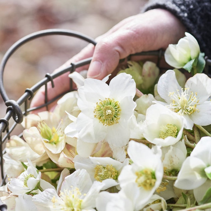 Helleborus niger aquos. D3, 8 pcs. Ampoules