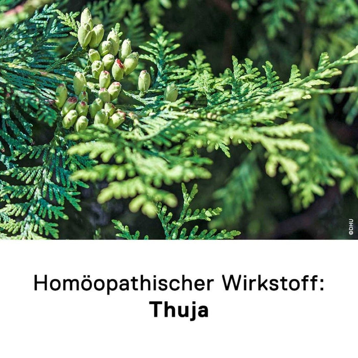 DHU Thuja D12 Streukügelchen, 10 g Globules