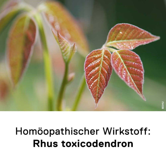 DHU Rhus toxicodendron D6 Streukügelchen, 10 g Globuli